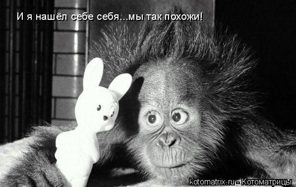 Котоматрица: И я нашёл себе себя...мы так похожи!