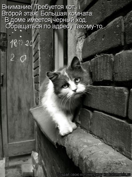 Котоматрица: Внимание! Требуется кот.          Второй этаж. Большая комната.           В доме имеется черный ход.               Обращаться по адресу такому-то.