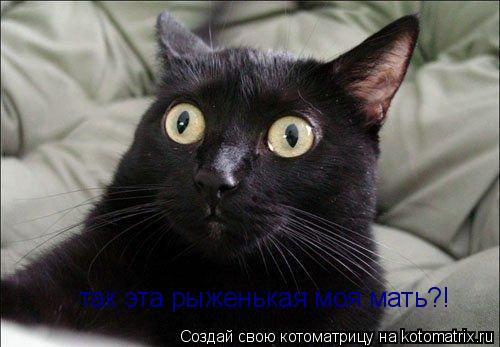 Котоматрица: так эта рыженькая моя мать?!