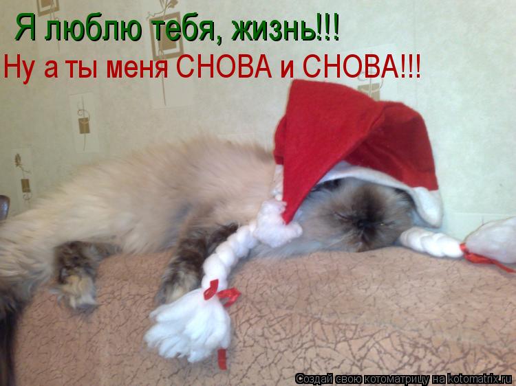 Котоматрица: Я люблю тебя, жизнь!!! Ну а ты меня СНОВА и СНОВА!!!