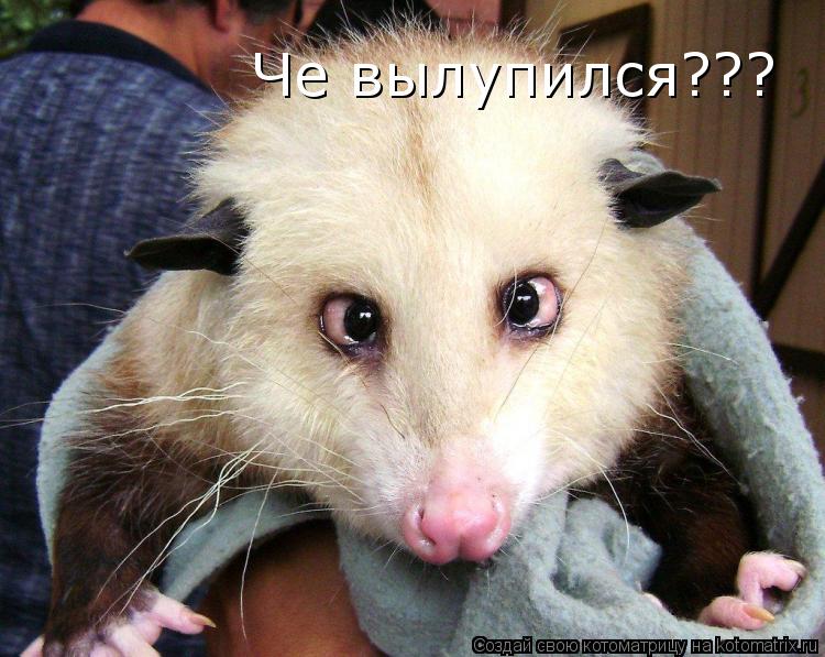 Котоматрица: Че вылупился???