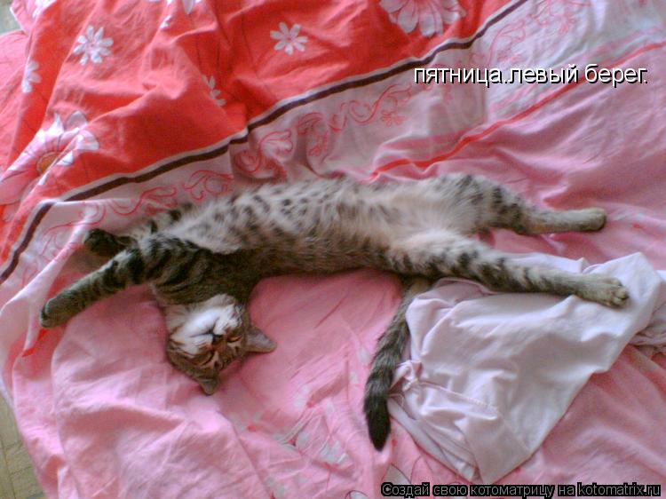 пятница.левый берег.... Котоматрица: пятница.левый берег.