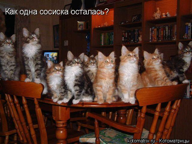Котоматрица: Как одна сосиска осталась?