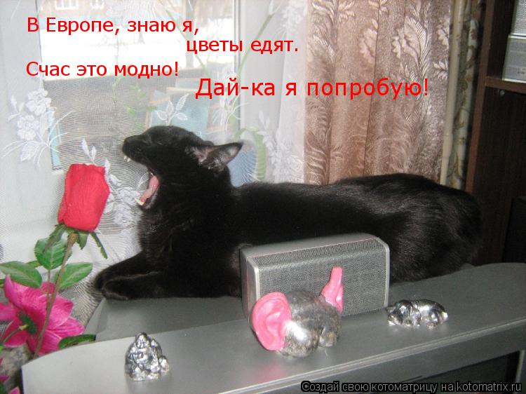 В Европе, знаю я, цветы едят. Счас это модно! Дай-ка я попробую!... Котоматрица: В Европе, знаю я, цветы едят. Счас это модно! Дай-ка я попробую!