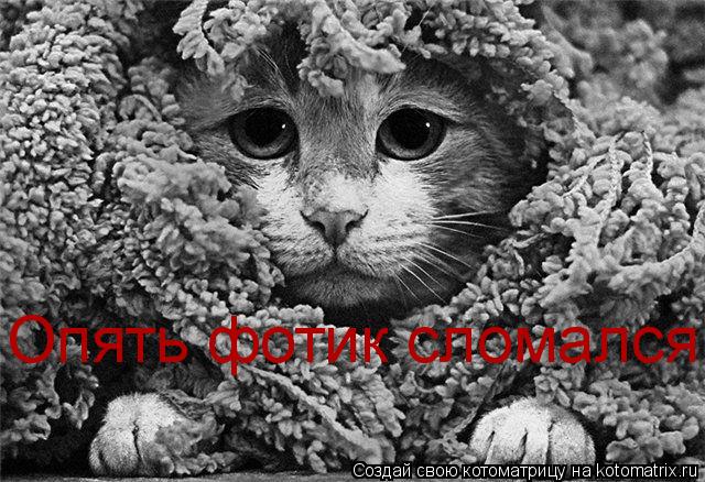 Котоматрица: Опять фотик сломался