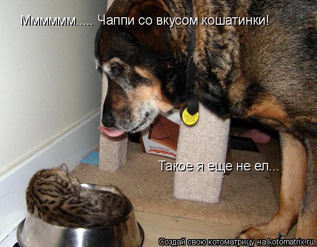 Такое я еще не ел... Мммммм..... Чаппи со вкусом кошатинки!... Котоматрица: Такое я еще не ел... Мммммм..... Чаппи со вкусом кошатинки!