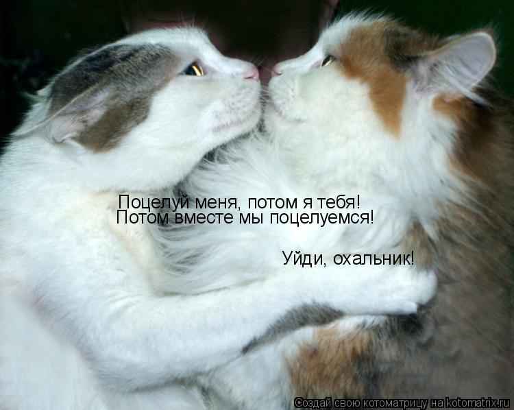 Котоматрица: Поцелуй меня, потом я тебя! Потом вместе мы поцелуемся! Уйди, охальник!