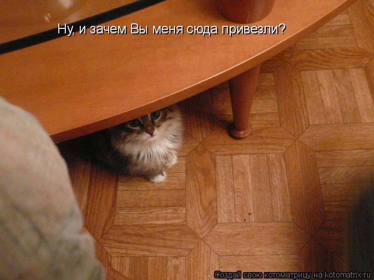 Котоматрица: Ну, и зачем Вы меня сюда привезли?