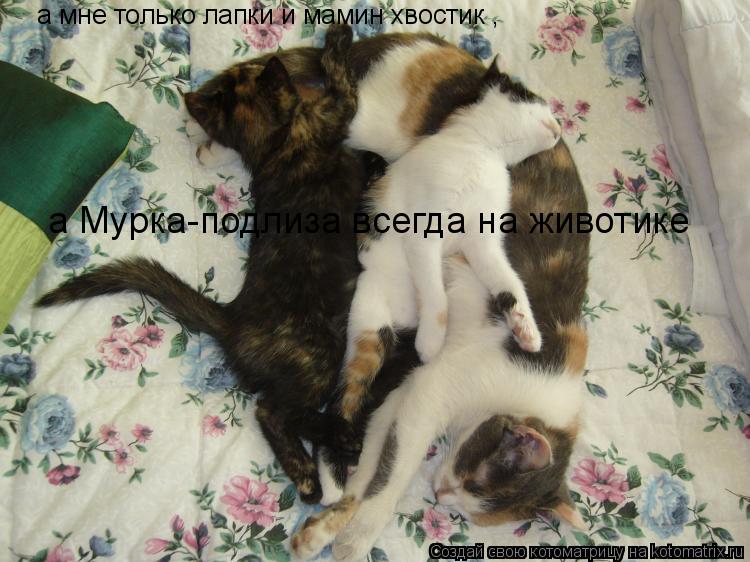 Котоматрица: а мне только лапки и мамин хвостик , а Мурка-подлиза всегда на животике