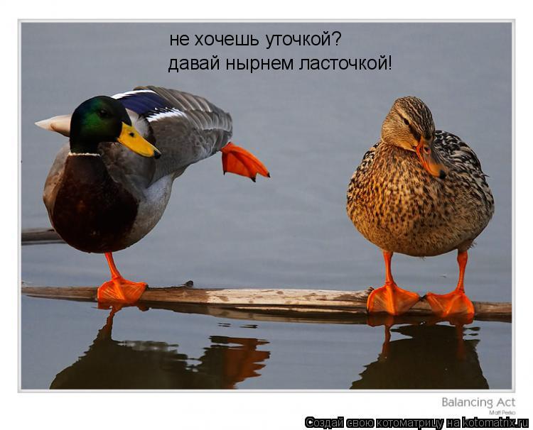 не хочешь уточкой? давай нырнем ласточкой!... Котоматрица: не хочешь уточкой? давай нырнем ласточкой!