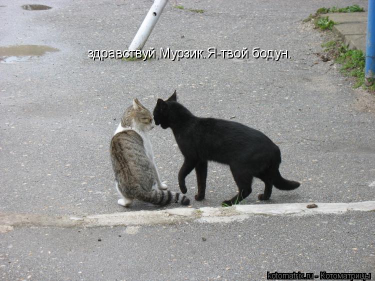 Котоматрица: здравствуй,Мурзик.Я-твой бодун.