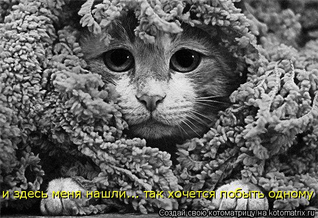 Котоматрица: и здесь меня нашли... так хочется побыть одному