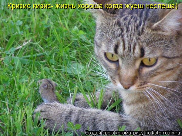 Кризис,кизис- жизнь хороша когда жуеш неспеша)... Котоматрица: Кризис,кизис- жизнь хороша когда жуеш неспеша)