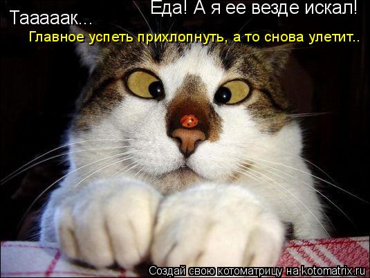 Котоматрица: Тааааак...  Еда! А я ее везде искал! Главное успеть прихлопнуть, а то снова улетит..