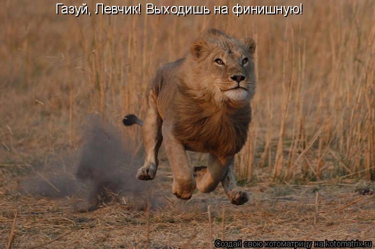 Газуй, Левчик! Выходишь на финишную!... Котоматрица: Газуй, Левчик! Выходишь на финишную!