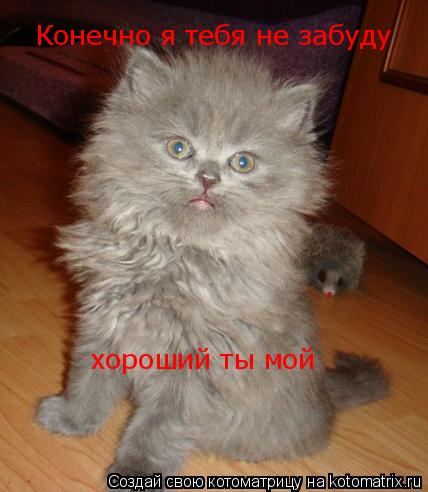 Котоматрица: хороший ты мой Конечно я тебя не забуду