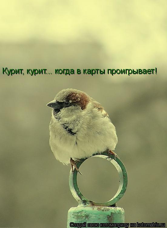 Котоматрица: Курит, курит... когда в карты проигрывает!