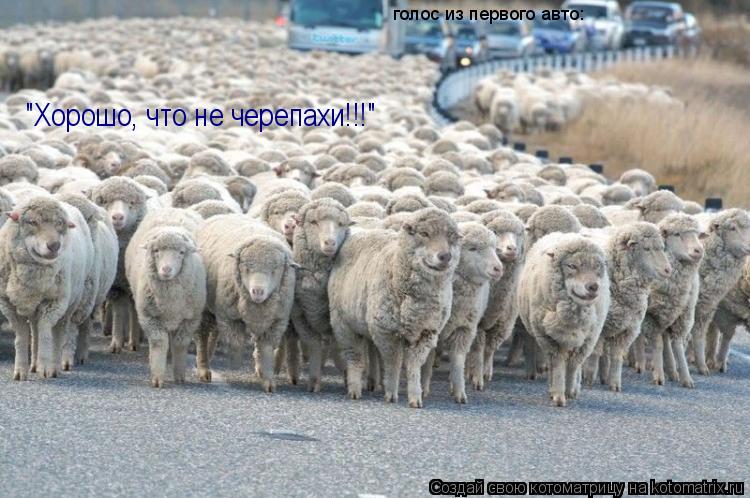 Котоматрица: голос из первого авто: "Хорошо, что не черепахи!!!"