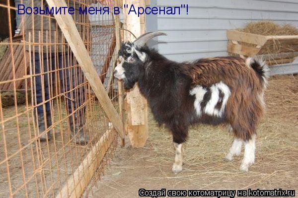 Котоматрица: Возьмите меня в "Арсенал"!