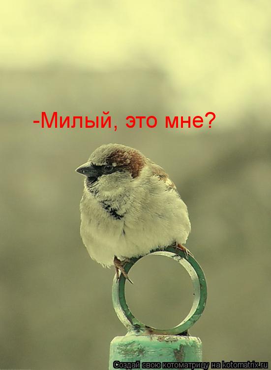 -Милый, это мне?... Котоматрица: -Милый, это мне?