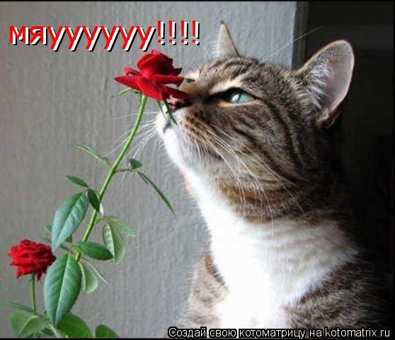 Котоматрица: мяуууууу!!!! мяуууууу!!!!