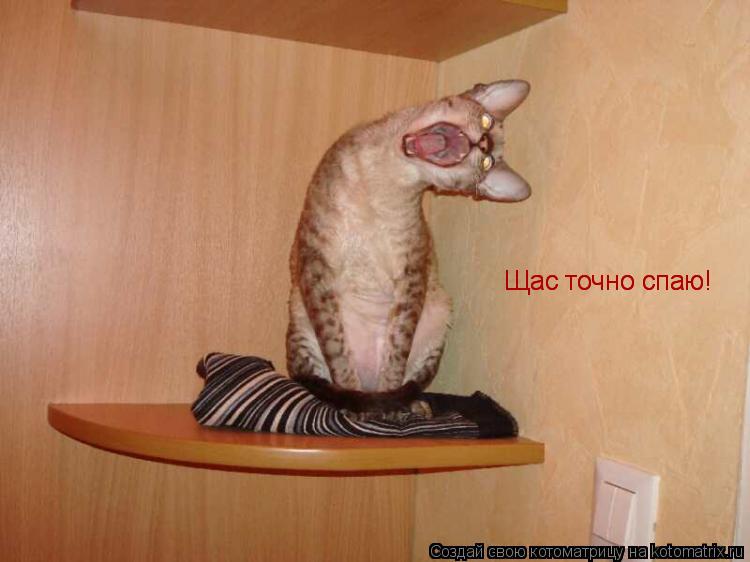 Котоматрица: Щас точно спаю! Щас точно спаю!