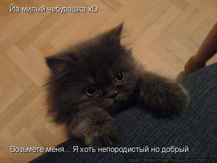 Котоматрица: Йа милый чебурашка xD Возьмёте меня... Я хоть непородистый но добрый