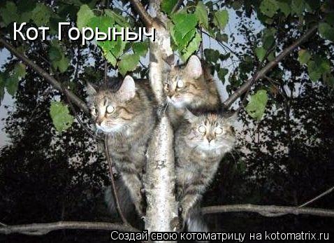 Кот Горыныч... Котоматрица: Кот Горыныч