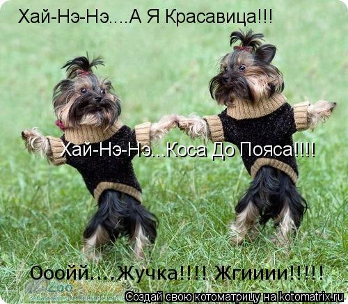 Котоматрица: Хай-Нэ-Нэ....А Я  Хай-Нэ-Нэ....А Я Красавица!!! Хай-Нэ-Нэ...Коса До Пояса!!!! Ооойй....Жучка!!!! Жгииии!!!!!