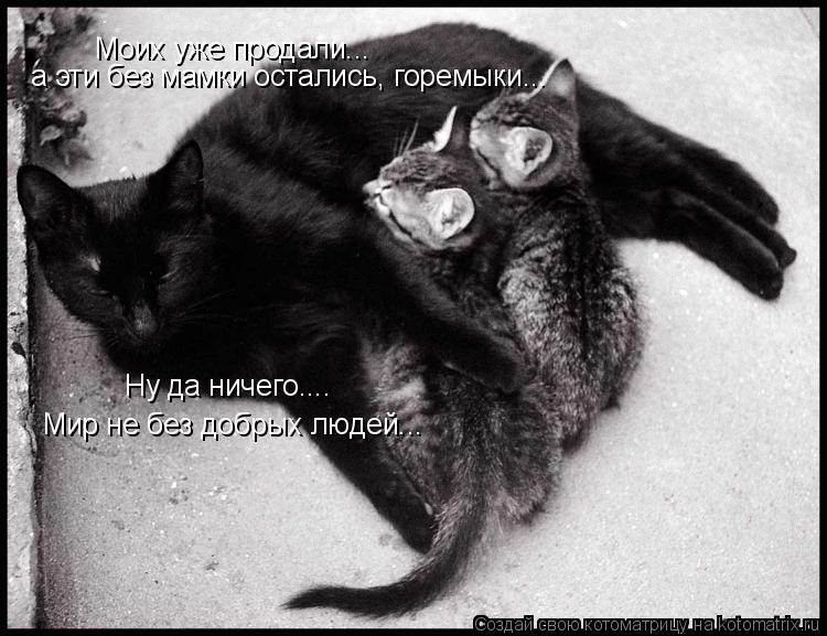 Моих уже продали... а эти без мамки остались, горемыки... Ну да ничего.... Мир не без добрых людей...... Котоматрица: Моих уже продали... а эти без мамки остались, горемыки... Ну да ничего.... Мир не без добрых людей...