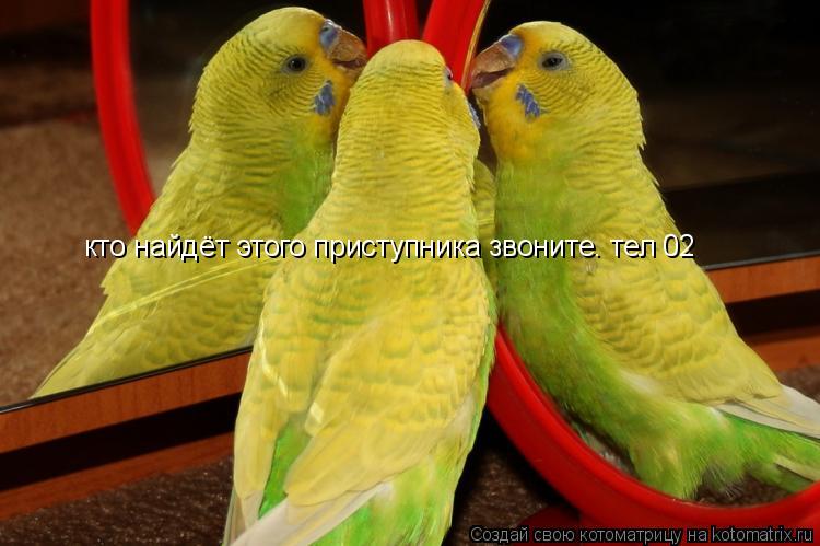 Котоматрица: кто найдёт этого приступника звоните. тел 02