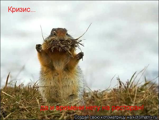 Котоматрица: Кризис... да и времени нету на ресторан!