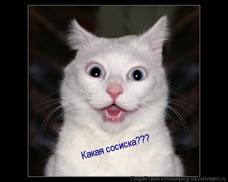Какая сосиска???... Котоматрица: Какая сосиска???
