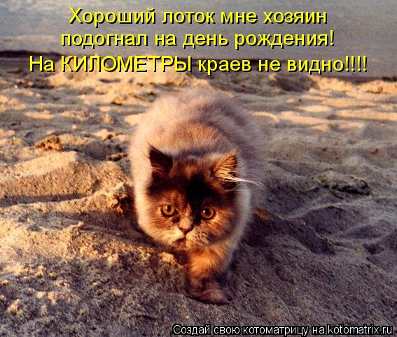 Хороший лоток мне хозяин подогнал на день рождения! На КИЛОМЕТРЫ краев не видно!!!!... Котоматрица: Хороший лоток мне хозяин подогнал на день рождения! На КИЛОМЕТРЫ краев не видно!!!!