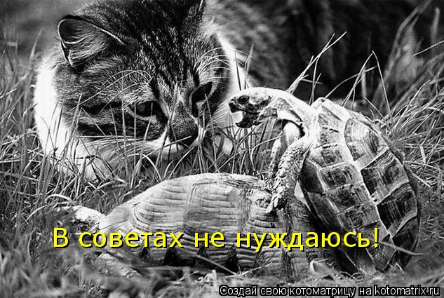 В советах не нуждаюсь!... Котоматрица: В советах не нуждаюсь!