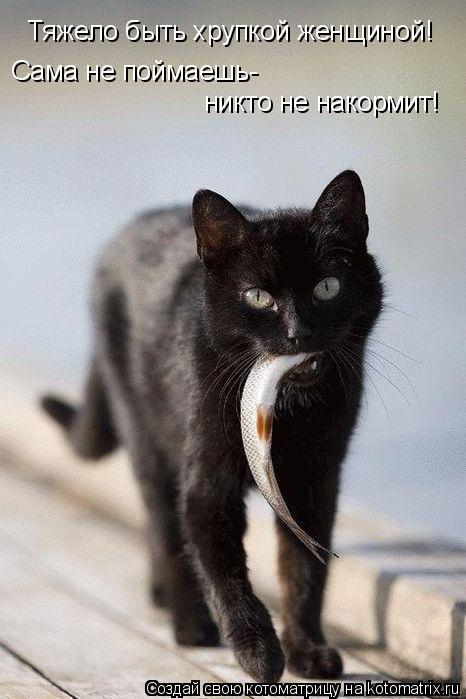 Котоматрица: Тяжело быть хрупкой женщиной! Сама не поймаешь- никто не накормит!