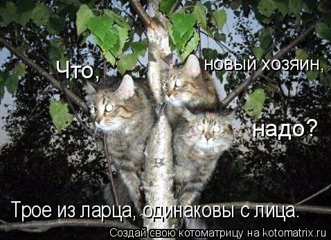 Котоматрица: Что, новый хозяин, надо? Трое из ларца, одинаковы с лица.