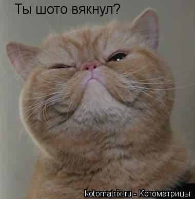Ты шото вякнул?... Котоматрица: Ты шото вякнул?