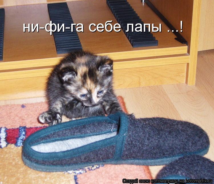 ни-фи-га себе лапы ...!... Котоматрица: ни-фи-га себе лапы ...!