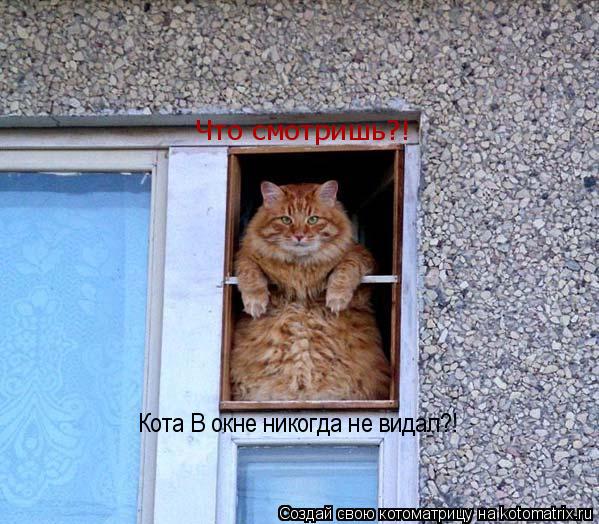 Что смотришь?! Кота В окне никогда не видал?!... Котоматрица: Что смотришь?! Кота В окне никогда не видал?!