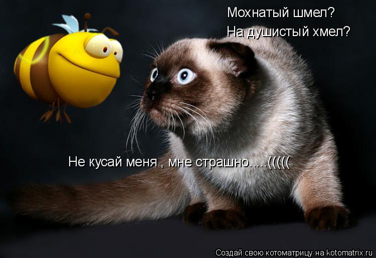 Котоматрица: Мохнатый шмел? На душистый хмел? Не кусай меня , мне страшно.....(((((