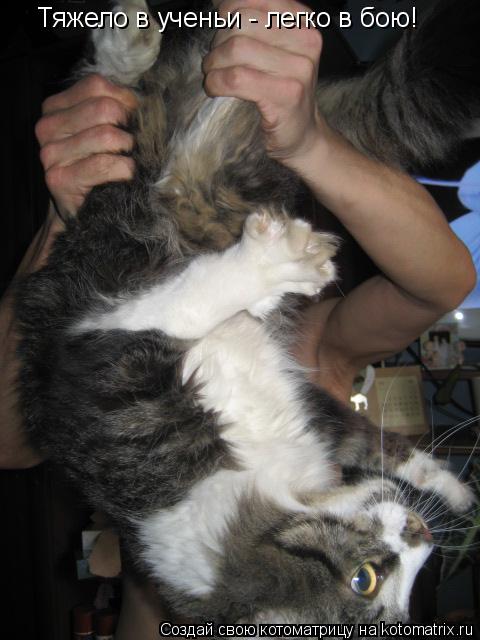 Котоматрица: Тяжело в ученьи - легко в бою!