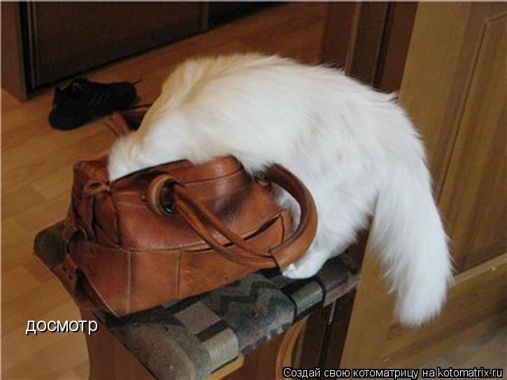 Котоматрица: досмотр