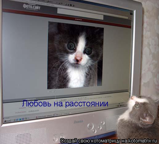 Любовь на расстоянии... Котоматрица: Любовь на расстоянии