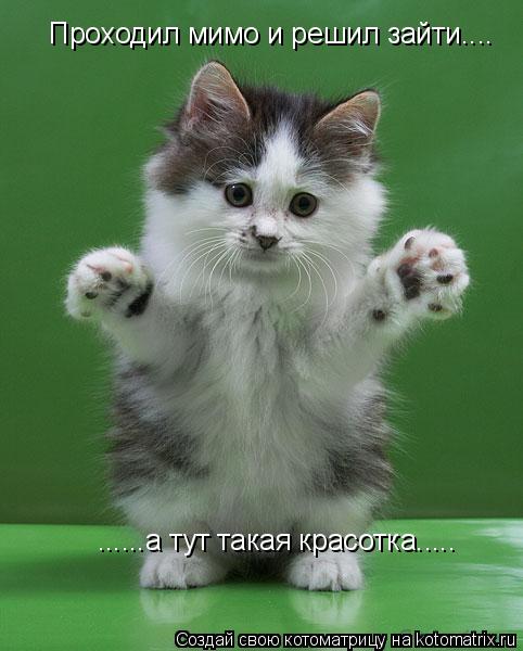 Котоматрица: Проходил мимо и решил зайти.... ......а тут такая красотка.....