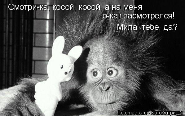 Котоматрица: Смотри-ка, косой, косой, а на меня о-как засмотрелся! Мила  тебе, да?