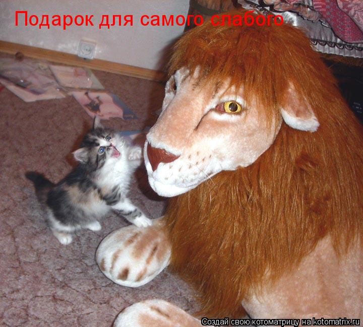 Подарок для самого слабого... Котоматрица: Подарок для самого слабого