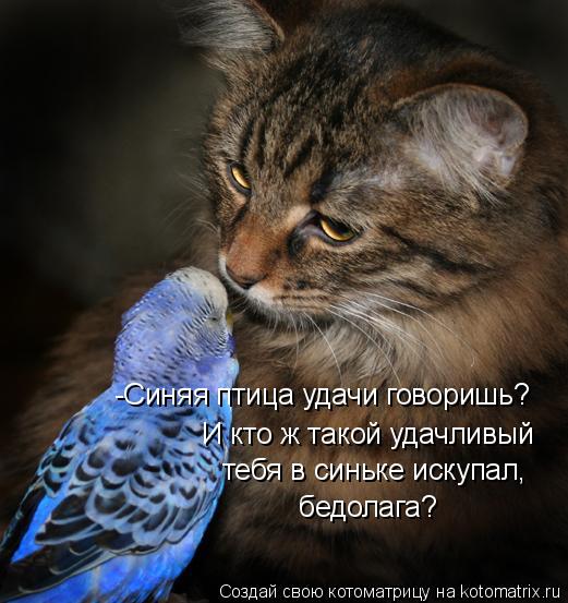 -Синяя птица удачи говоришь? И кто ж такой удачливый тебя в синьке искупал, бедолага?... Котоматрица: -Синяя птица удачи говоришь? И кто ж такой удачливый тебя в синьке искупал, бедолага?