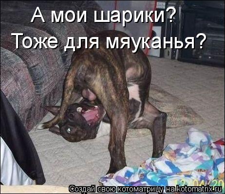 А мои шарики? Тоже для мяуканья?... Котоматрица: А мои шарики? Тоже для мяуканья?