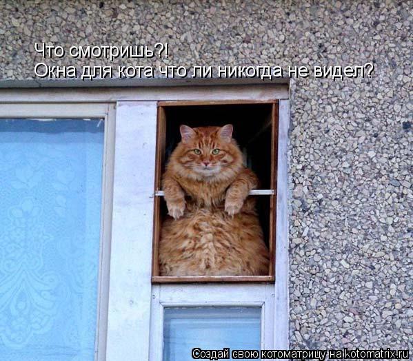 Что смотришь?! Окна для кота что ли никогда не видел?... Котоматрица: Что смотришь?! Окна для кота что ли никогда не видел?